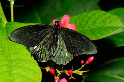 Belus Swallowtail at Butterfly Wonderland