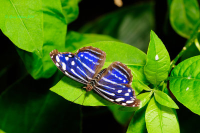 Blue Wave at Butterfly Wonderland