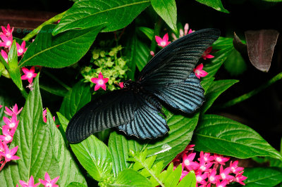 Great Yellow Mormon (Male) at Butterfly Wonderland