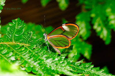 Costa Rican Clearwing at Butterfly Wonderland