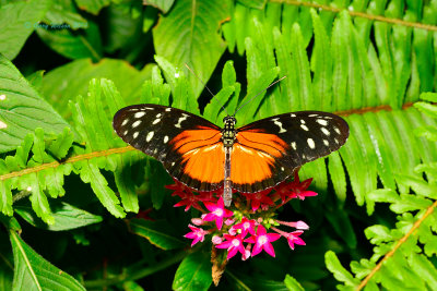 Tiger Longwing at Butterfly Wonderland