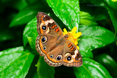 Buckeye at Butterfly Wonderland