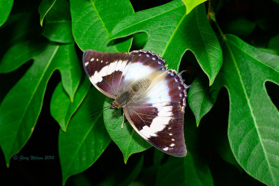 Blue Spotted Emperor (Female) at Butterfly Wonderland