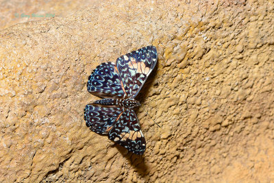 King Cracker at Butterfly Wonderland