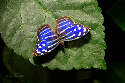 Whitened Bluewing at Butterfly Wonderland