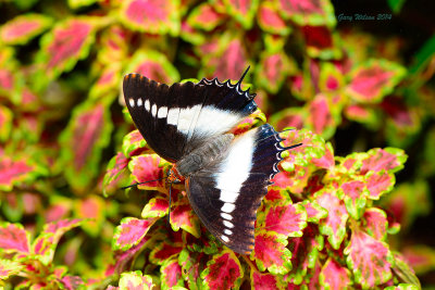 White Barred Charaxes at Butterfly Wonderland