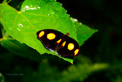 Grecian SHoemaker (Male) at Butterfly Wonderland