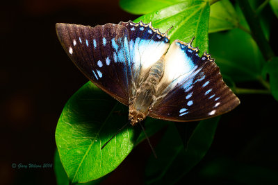 Blue Spotted Emperor (Male) at Butterfly Wonderland