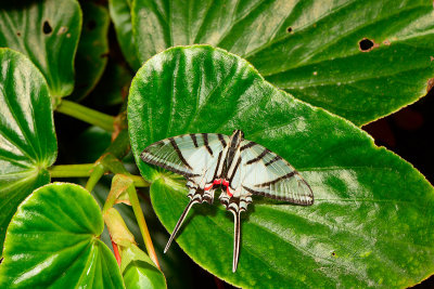 Mexican Kite Swallowtail at Butterfly Wonderland