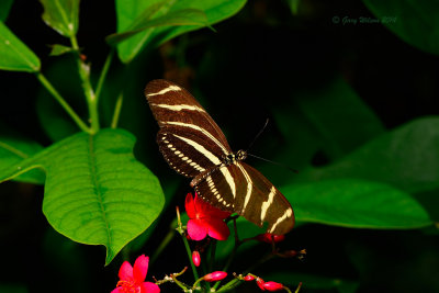 Zebra Longwing at Butterfly Wonderland