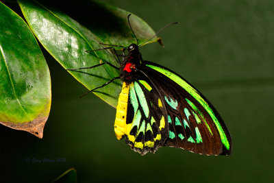 New Guinea Birdwing at Butterfly Wonderland