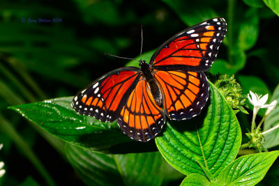 Viceroy at Butterfly Wonderland