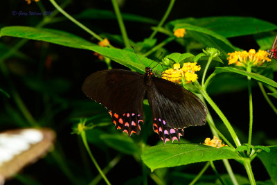 Crescent Swallowtail at Butterfly Wonderland