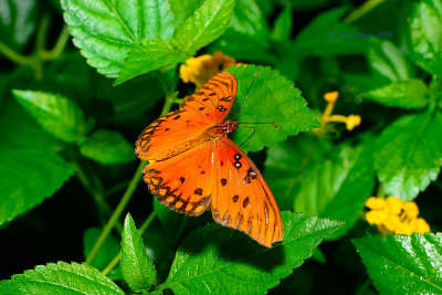 Gulf Fritillary at Butterfly Wonderland