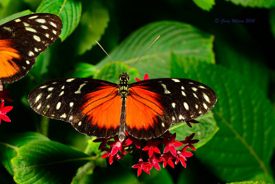 Spotted Tiger Longwing at Butterfly Wonderland