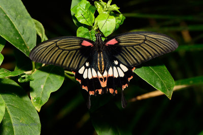 Great Yellow Mormon (Female) at Butterfly Wonderland