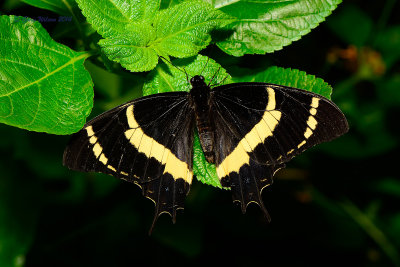 Magnificent Swallowtail at Butterfly Wonderland