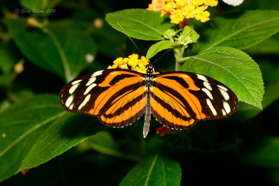 Tiger Glassy Wing at Butterfly Wonderland