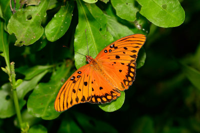 Gulf Fritillary at Butterfly Wonderland