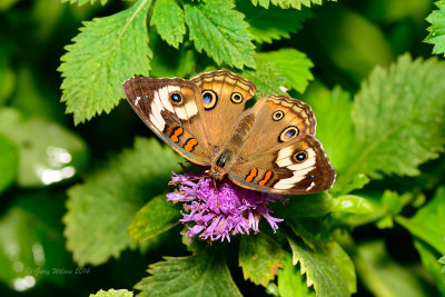 Buckeye at Butterfly Wonderland