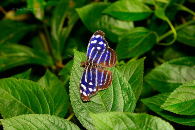 Whirened Bluewing at Butterfly Wonderland