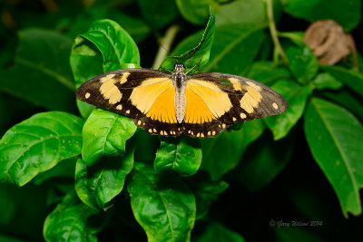 Deceptor Eggfly at Butterfly Wonderland