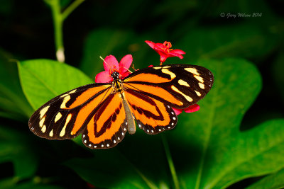 Tiger Mimic-Queen at Butterfly Wonderland