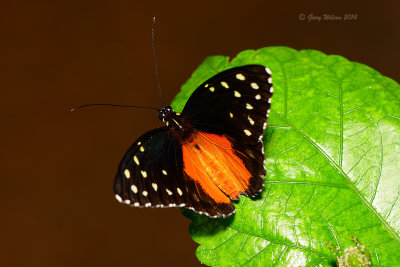 Crimson Patch at Butterfly Wonderland