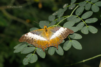 Cruiser Female Wet season at Butterfly Wonderland