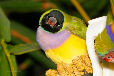 Greenback Gouldian Finch