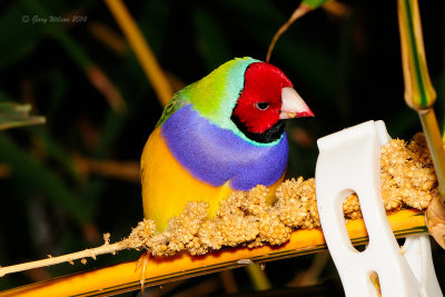 Red-headed Gouldian Finch