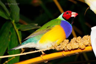 Red-headed Gouldian Finch