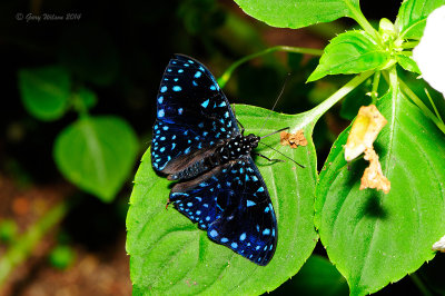 Starry Night Cracker Male at Butterfly Wonderland