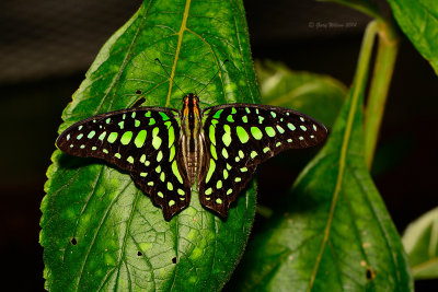 Tailed Jay at Butterfly Wonderland