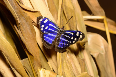 Whitened Bluewing at Butterfly Wonderland