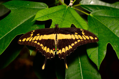 Thaos Swallowtail at Butterfly Wonderland