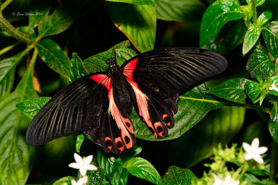 Crimson Mormon at Butterfly Wonderland