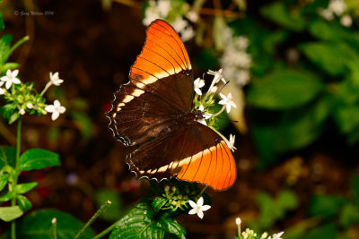 Rusty Tipped Page at Butterfly Wonderland