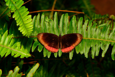 Red Rim at Butterfly Wonderland