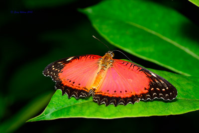 Red Lacewing at Butterfly Wonderland