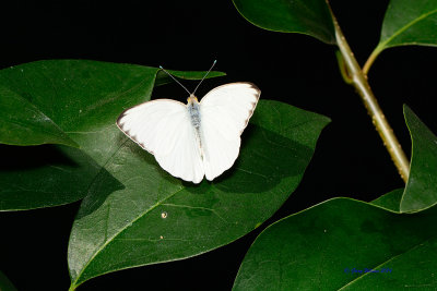 Southern White at Butterfly Wonderland