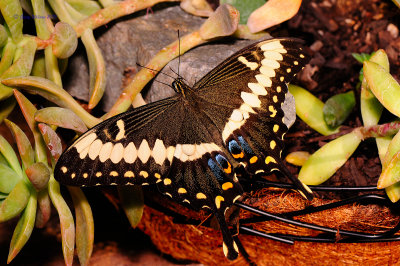 Emperor Swallowtail @ Butterfly Wonderland
