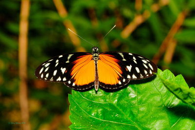 Spotted Tiger Longwing at Butterfly Wonderland