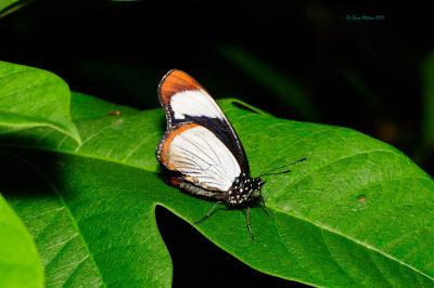 Red Spotted Diadem at Butterfly Wonderland