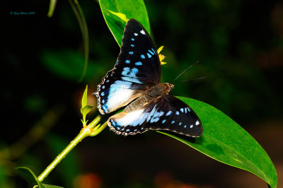 Blue Spotted Charaxes (Male) at Butterfly Wonderland
