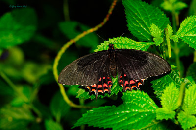 Crescent Swallowtail at Butterfly Wonderland