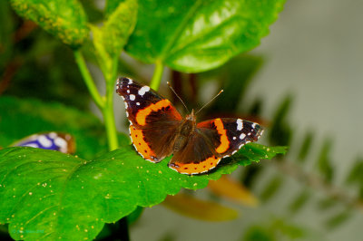 Red Admiral at Butterfly Wonderland