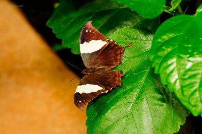 Silver Studded Leafwing @ Butterfly Wonderland