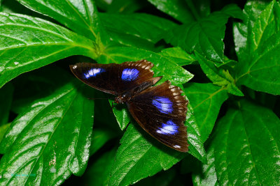 Great Eggfly at Butterfly Wonderland