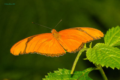 Orange Julia at Butterfly Wonderland